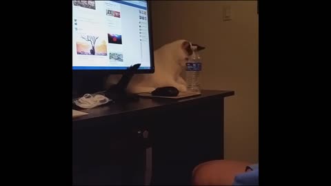 Cats Who Knock Things Over! (A compilation)