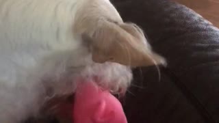 Max and his pig