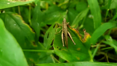 Close up macro shot of a tropical garden grasshopper on a leaf.