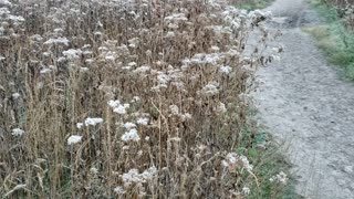 Light Frost in the Early Morning