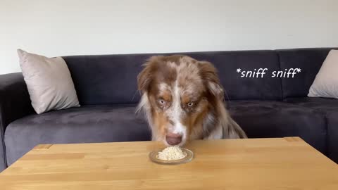 Cute dog reviews food part