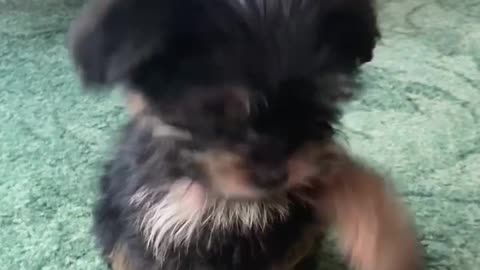 Adorable Yorkie Puppy Has Some Cool Tricks