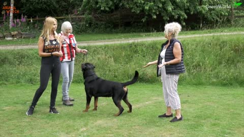 THE ROTTWEILER - FEROCIOUS GUARD DOG OR FAMILY PET?