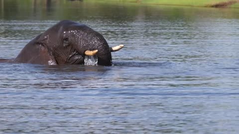 elephant enjoys a good natural bathing in a lake at Chobe National Park in Botswana