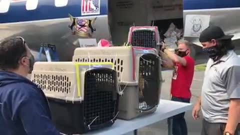 Abren la puerta del avión tras un largo viaje y 130 gatos y perros corren con sus nuevos padres