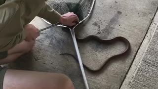 Snake Net Rescue