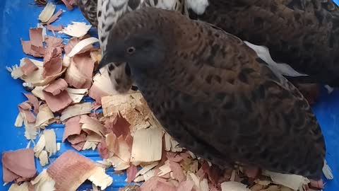 Happy Little Button Quail