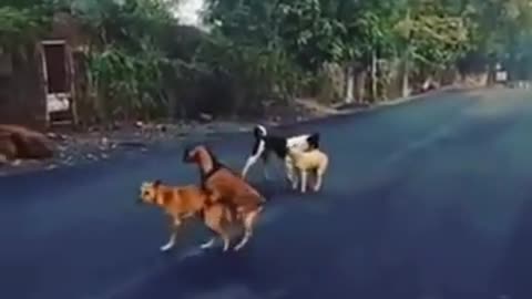 El chivo que se cree perro