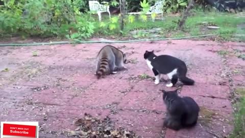 Funniest Moment Between Raccoons And Cats|| FUNNY VIDEO