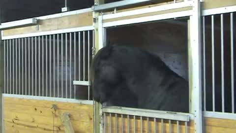 Our Horse Kept Disappearing, So We Set Up a Camera to Find Out Why