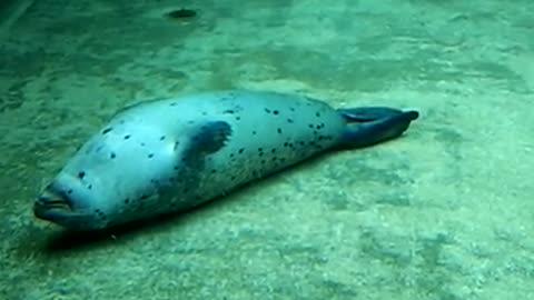 seal sleeping under water