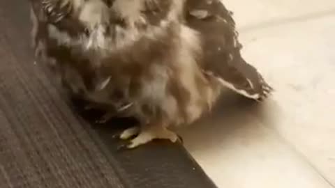 Hungry owl eating