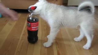 Alaska Malamute puppy talking with Coca-cola