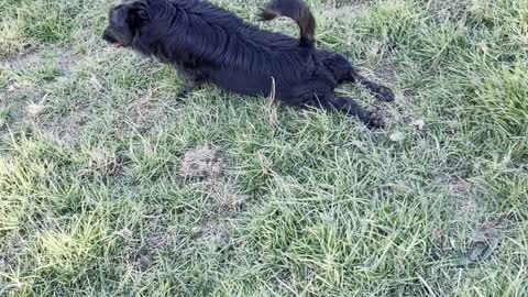 Dog Loves to Slide Down Hill Frog Legged