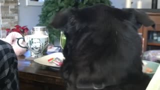 Dog Snatches Salami From Cat's Head