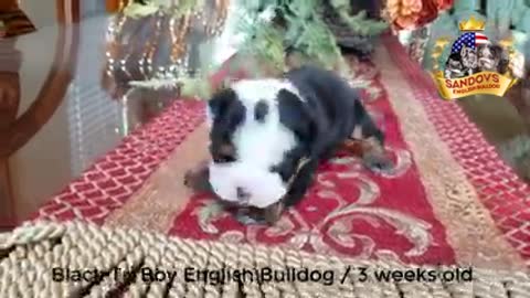Cute Puppy English Bulldog 3 weeks old / Black Tri Boy English Bulldog