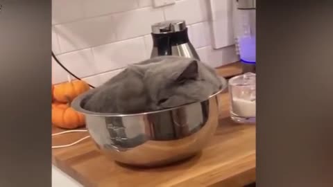 The funniest cats don't try to hold back the laughter / CAT PLAYING IN THE KITCHEN