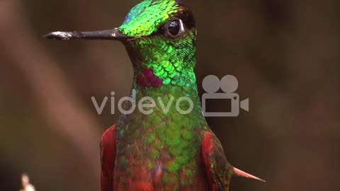 Extreme close up slow motion shot of a Rainbow Starfrontlet hummingbird