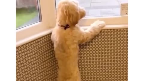 Funniest dog ever- video