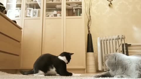 Funny cat,both cat are funny, animals