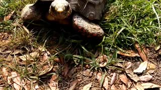 Chirping Redfoot Tortoise