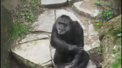 it's too Funny Animals Funny video