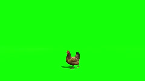 Hen green screen video. Chicken Green Skin Video 2021