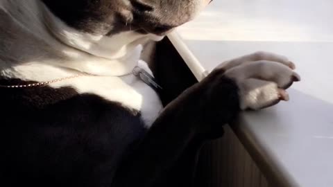American bully looks out the window like a human