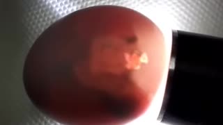 Parrot egg hatching The fledgling is born
