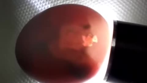 Parrot egg hatching The fledgling is born