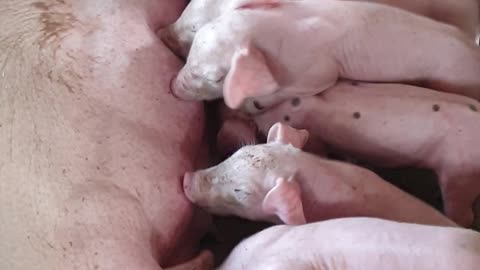 08 #pig #pigs #piggy #pigsofinstagram #piglet #minipig #piggies #oink #petpig