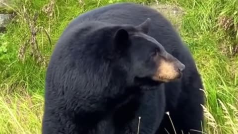 This black bear looks so strong