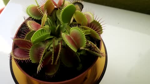 Venus Flytrap Catches A Wasp