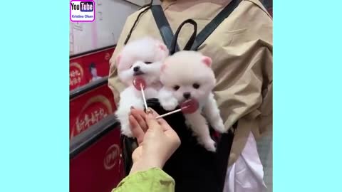 CUTE -- PUPPY😚