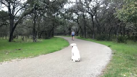 how to train your pitbull puppy