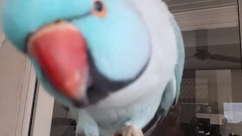 Blue parrot playing inside the bird house and playing with wooden and iron sticks