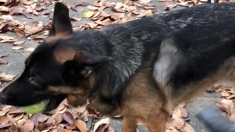 German Shepherd totally unfazed by leaf blower