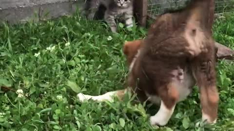 A cowardly puppy tries to play with a kitten however the cat