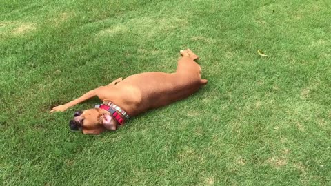 Boxer Dog Goes Crazy In The Grass