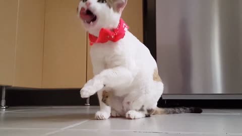 Funny animal videos | Cute animal videos |Funny dog&cat videos Hilarious pet videos funny video