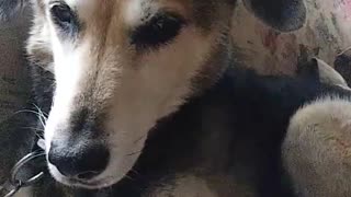 Dog gets a belly scratch and starts kicking