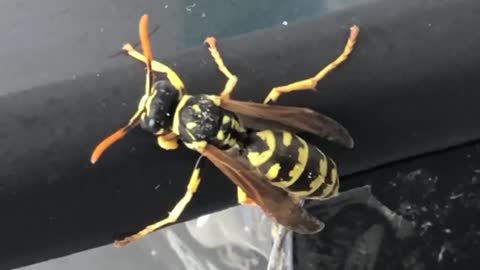 Wasp trying to go home walking