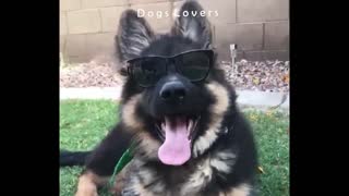 A Dog Wears Sunglasses.