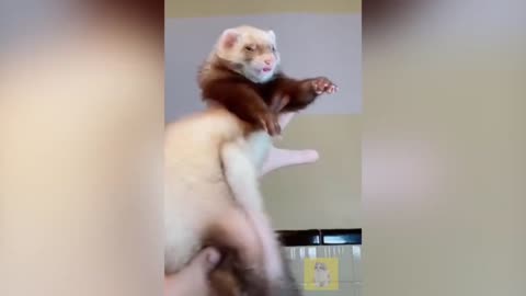Ferrets Are Beyond Funny - Try Not To Laugh | funny animal town