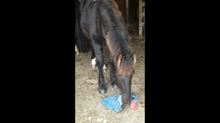 Adorable foals playing with a piece of cloth