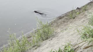 The beaver disappeared in water