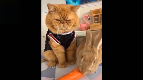 Lovely pets playing- Funny pet video