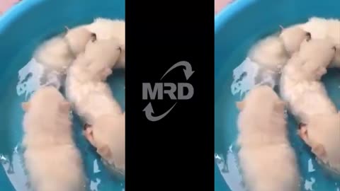 Cute Puppy Shower: Rescued Pup Enjoys Bath Time - Puppies Learn To Swim