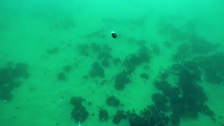 California Yellowtail Under Water