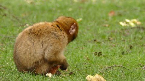 A monkey eating on the grass